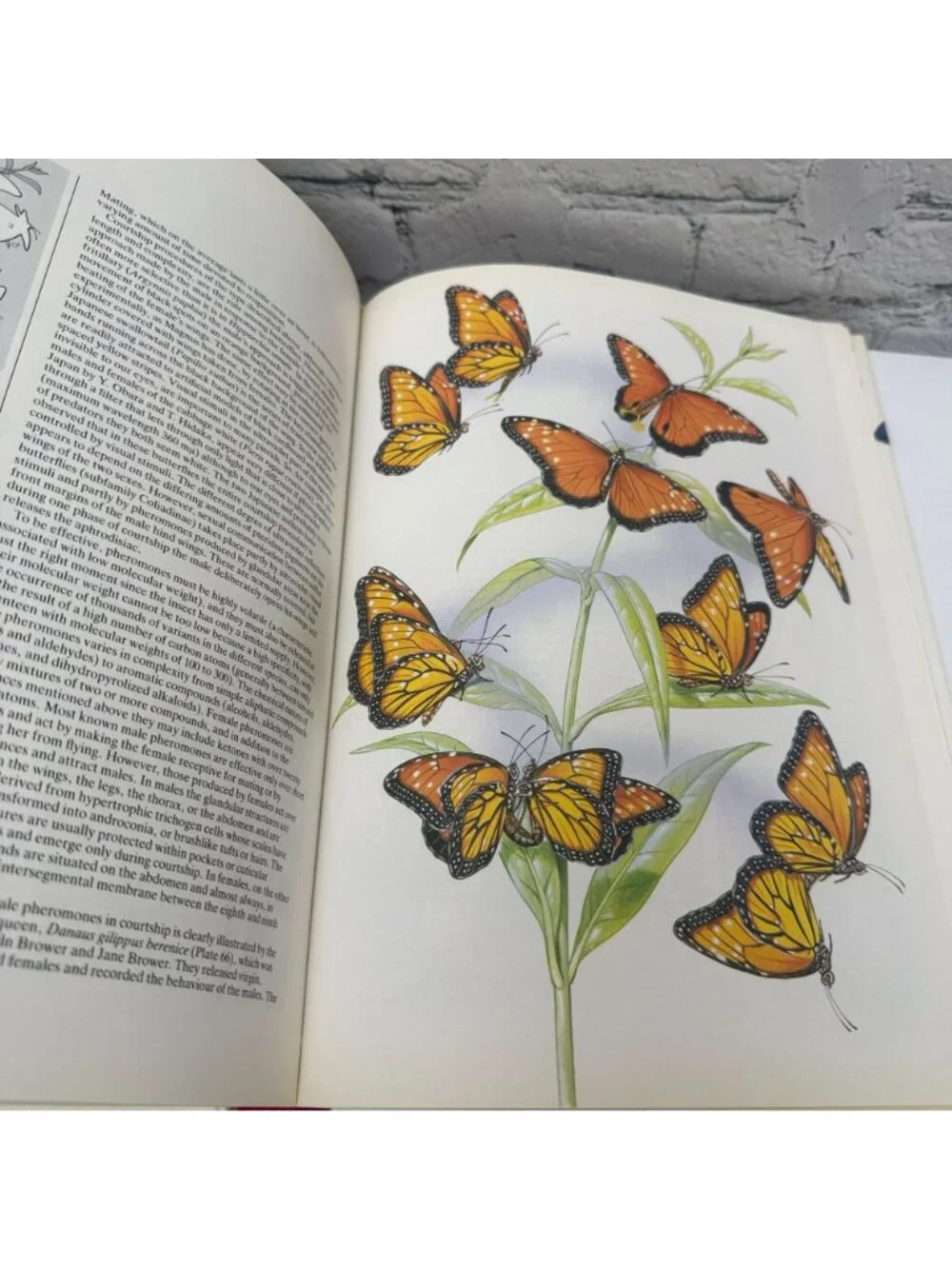 Butterflies of the World Coffee Table Book 1988 Illustrated Hardcover